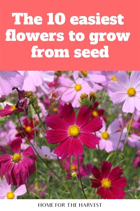 The 10 Easiest Flowers To Grow From Seed Easiest Flowers To Grow Growing Seeds Planting