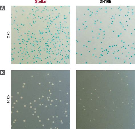 Stellar Competent Cells Product Overview And Performance Data