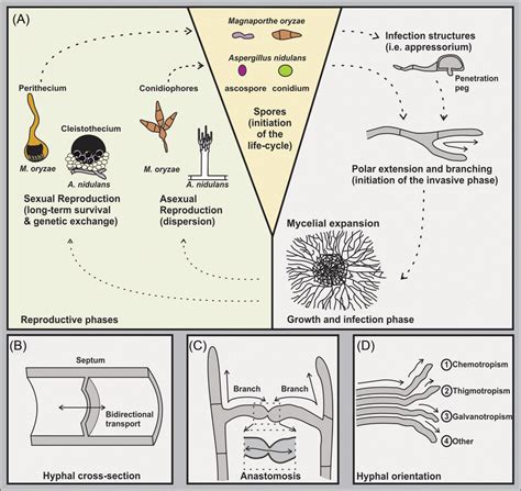 Life Cycle Of Filamentous Fungi And Formation Of The Mycelium A The Download Scientific