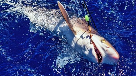 Where Is The Best Shark Fishing In Florida Salty Knots Fishing