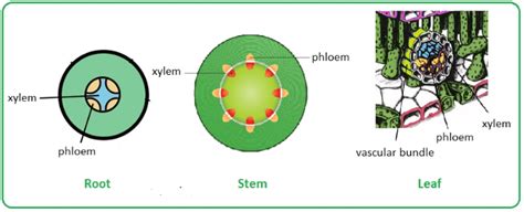 Biol Transport Of Nutrients And Water In Plants Bio