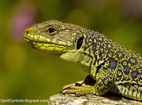 Spirit Symbols: Lizard