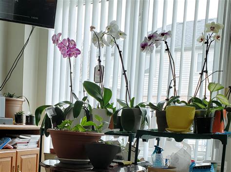 Keeping all 15 orchids alive & healthy is a full time job but you'll