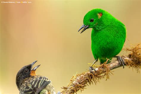 Ecuador Photo Tour | Photo Wildlife Tours - Ecuador photo tour