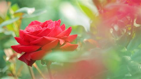 Wallpaper Flowers Red Petals Blossom Pink Leaf Flower Flora