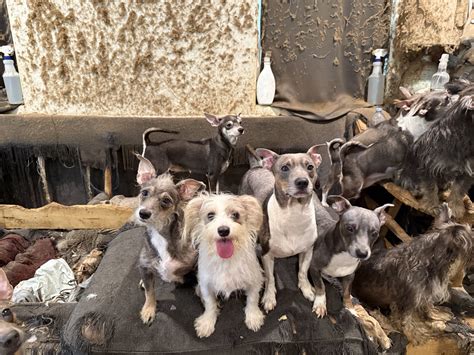 SDHS takes in dozens of dogs, pups from apartment