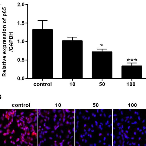 Effects Of Berberine On Expression Of NF KB P65 Proteins And MRNA