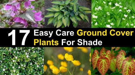 18 Ground Cover Plants for Shade (With Pictures) - Identification