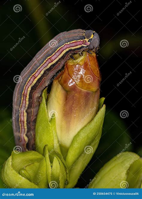 Macroglossine Sphinx Moth Caterpillar Stock Image - Image of