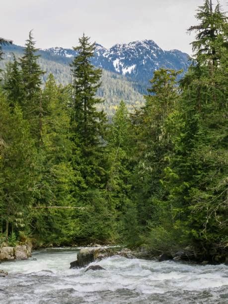 310+ Cheakamus River Photos Stock Photos, Pictures & Royalty-Free