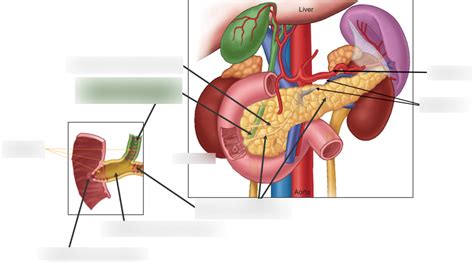 Pancreas Diagram Diagram Quizlet