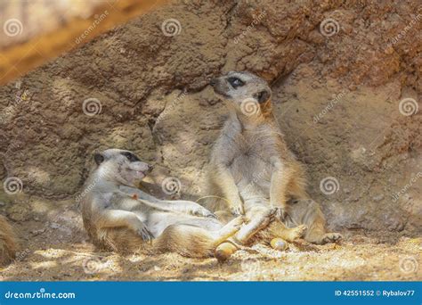 Meerkat Ou Suricate Suricatta Do Suricata Foto De Stock Imagem De