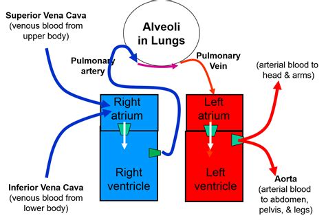 Physiology Of Pulmonary Circulation