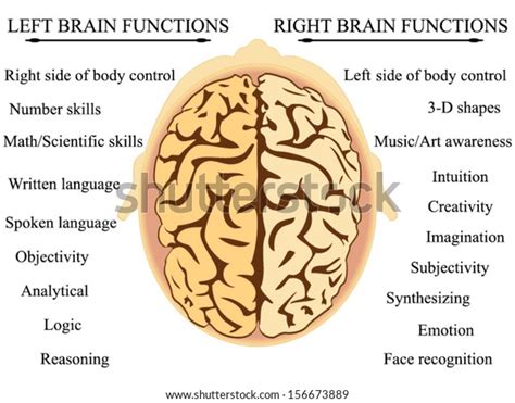 Brain Hemisphere Functions Vector Stock Vector (Royalty Free) 156673889 ...