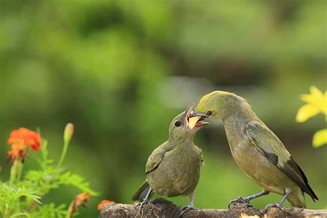 Royalty Free Mother Bird Feeding Her Chicks Pictures, Images and Stock ...