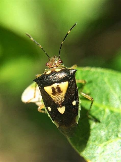 Pentatomidae-Mormidea sp