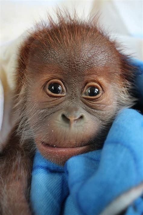 Baby Orangutan Thriving Under Keepers' Care - ZooBorns