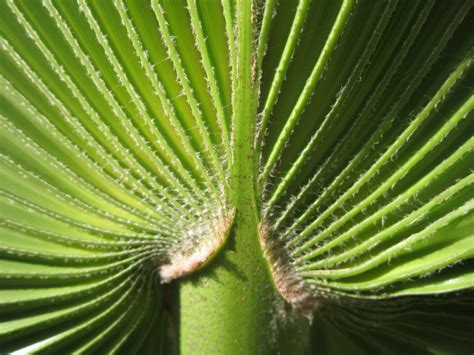 Free Images Nature Structure Palm Tree Leaf Green Close Up