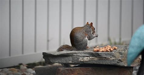 Squirrel Eating Peanuts · Free Stock Video