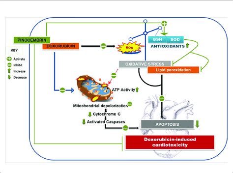 Pinocembrin Attenuates Doxorubicin Induced Cardiotoxicity