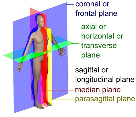 Anatomy Planes ANATOMY