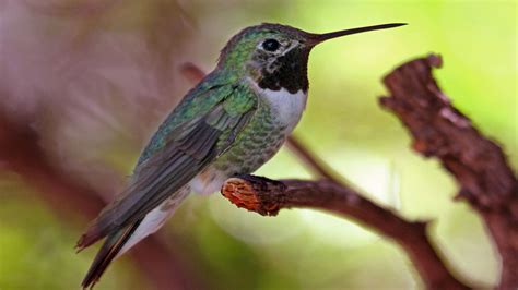 Colibri à Queue Large Photos Futura