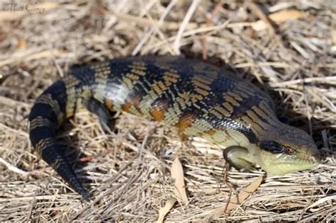 Eastern Blue Tongued Lizard Facts Diet Habitat And Pictures On