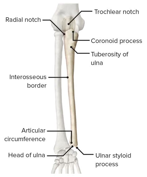 Skeletal System Definition Types Anatomy Functions Biology Notes