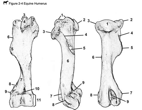 La Anatomy Equine Humerus Diagram Quizlet