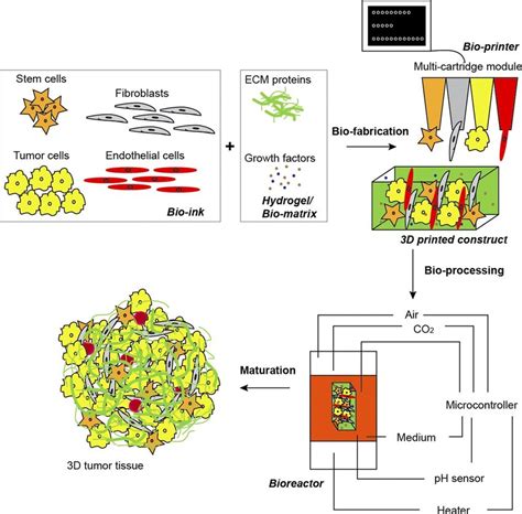 D Tumor Tissue Manufacturing By Bioprinting Is Composed Of Three