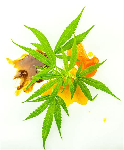 Wax Dabs & Dab Shatter: Cannabis Concentrates Explained | Planet 13 Las Vegas