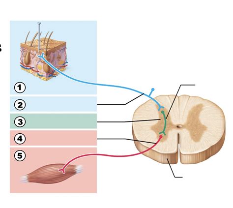 Components Of Reflex Arc Diagram Quizlet