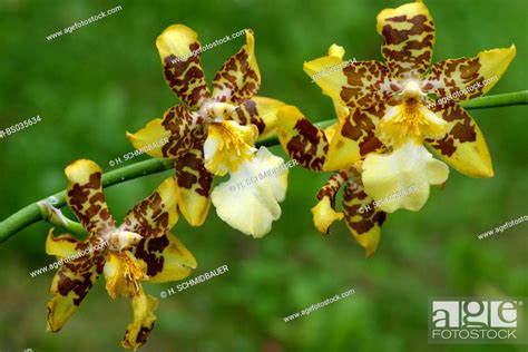 Odontoglossum hybrid (Odontoglossum-Hybride), flowers, Stock Photo, Picture And Rights Managed ...