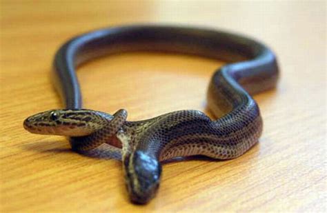 18 BIZARRE Photos Fact Of Two Headed Snake | Reckon Talk