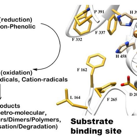 Schematic Representation Of The Catalytic Mechanism Including Copper