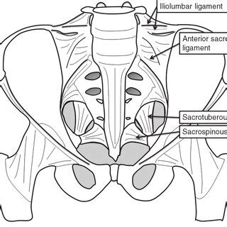 Anatomy -dorsal view. | Download Scientific Diagram