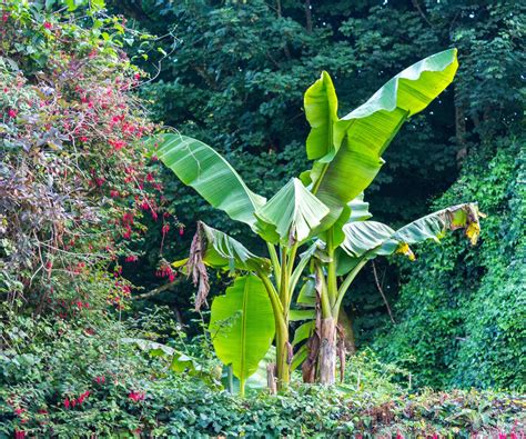 hardy banana tree plant 10