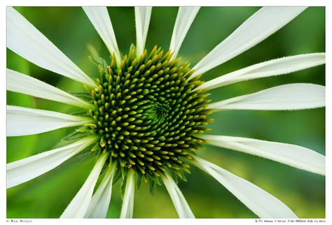 Flower hypnosis | Fuji X Forum