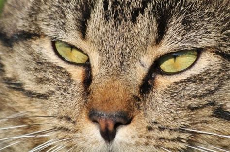 Free Image Of Green Eyes Of Gray Tabby Cat By Sheila Brown Gray Tabby Cat Tabby Cat Grey