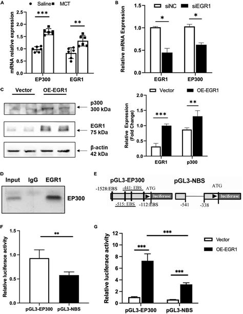 EP300 Is Regulated By EGR1 A The Relative Expression Of EGR1 And