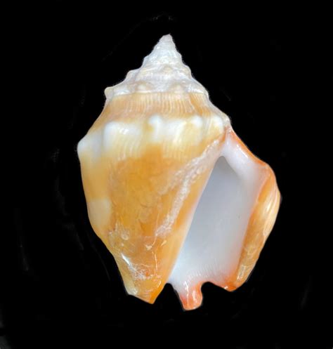 Eastern Pacific Fighting Conch Shell | Mexican Shells.org