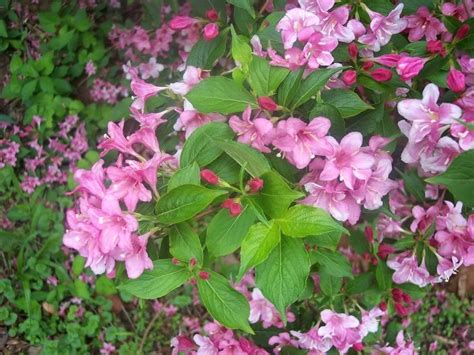 Pink Spring Flowering Shrub Identification Pretty In Pink 10 Shrubs