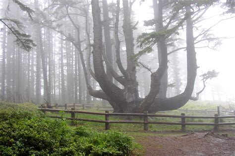 Octopus Tree - Heritage Tree - Oregon Coast Visitors Association