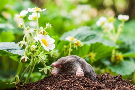 Moles vs. Voles: How to Tell the Difference Between Them