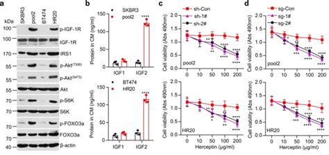 Study finds mechanism leading to herceptin resistance and ...