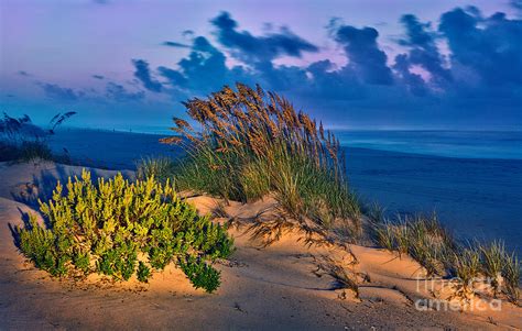 Outer Banks Ocracoke Sand Dunes Oats Sunrise Photograph By Dan