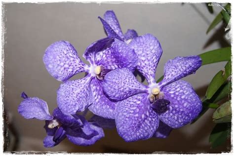 Storczyk Vanda 27 Ascocenda Pak Chong Blue Z Ogrodem Na TY