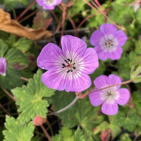 Geranium Kelly Anne Géranium vivace Le châtel des vivaces