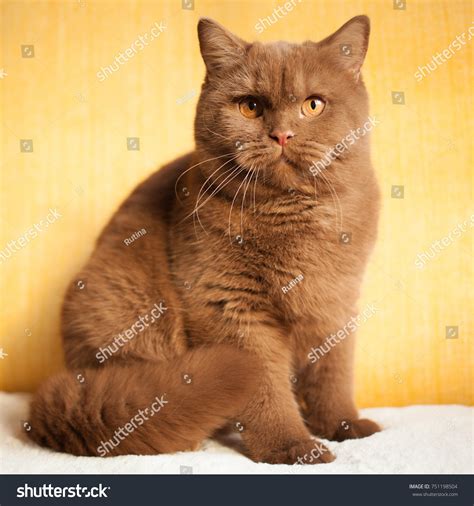 Cinnamon British Shorthair