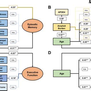 PDF Age Sex And Pathology Related Variability In Brain Structure And Cognition